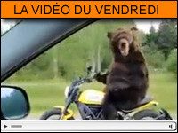 Vidéo moto du vendredi : la Ducati Scrambler, une moto d'ours ?