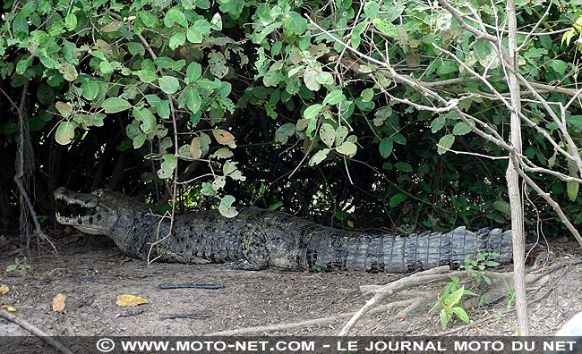 Amérique latine à moto (05) : dauphins, piranhas et caïmans...