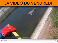 La vidéo moto du vendredi : un motard sauve un veau