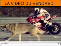 Vidéo moto du vendredi : La Panigale et le loup...