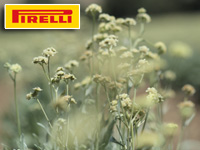 Pirelli développe des pneus à la gomme plus verte grâce à la guayule